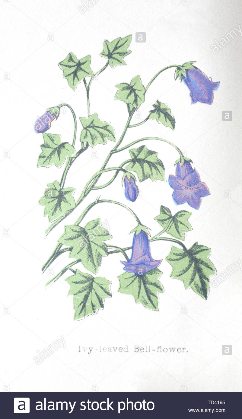 Ivy-Leaved campanula (Hesperocodon hederaceus), vintage illustrazione da 1874 Foto Stock