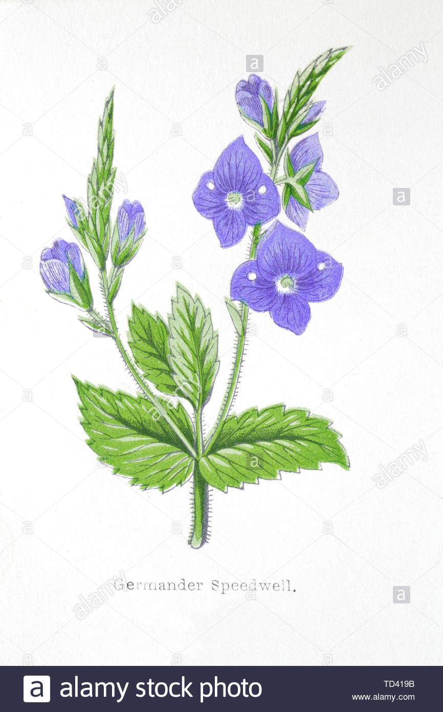 Germander Speedwell (Veronica chamaedrys), vintage illustrazione da 1874 Foto Stock