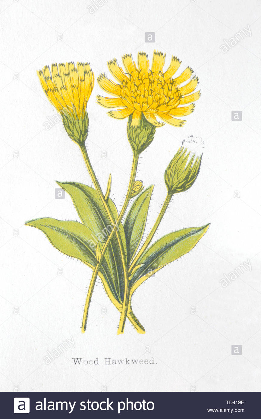 Legno (Hawkweed Hieracium sylvaticum), vintage illustrazione da 1874 Foto Stock