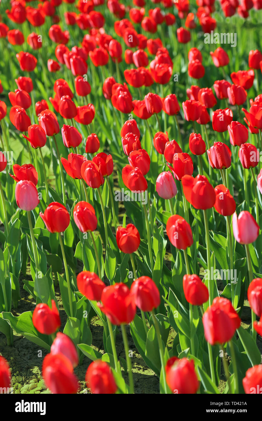 La natura dello sfondo con bellissimi tulipani rossi Foto Stock