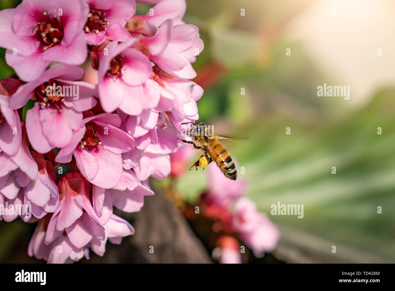 Un ape è la raccolta del miele in primavera. Foto Stock
