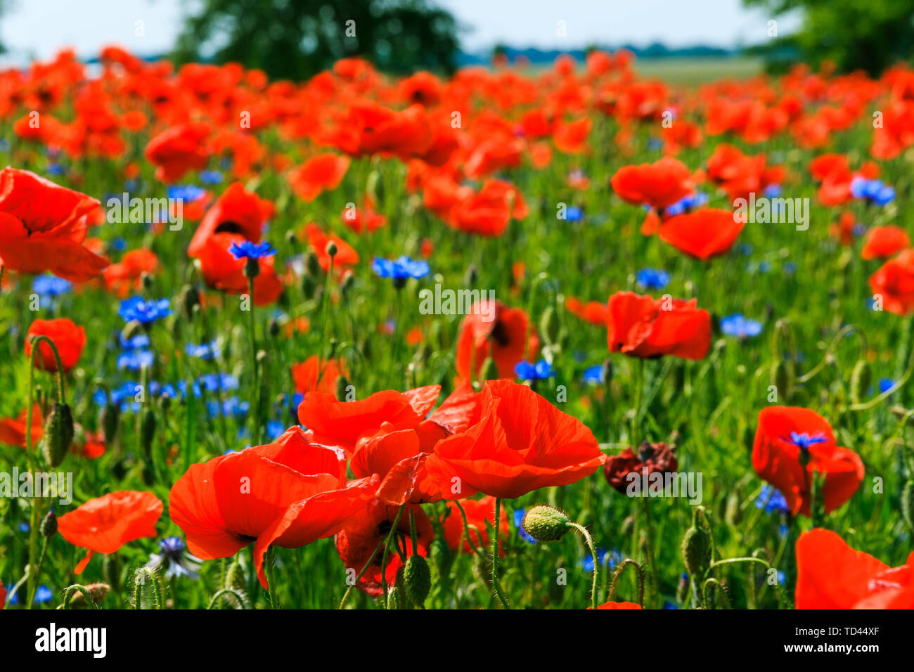 Il blu e il rosso dei fiori in natura che fiorisce senza persone. Piante di papavero in cornfield nella luce del sole in primo piano. Alberi e fattoria in background Foto Stock