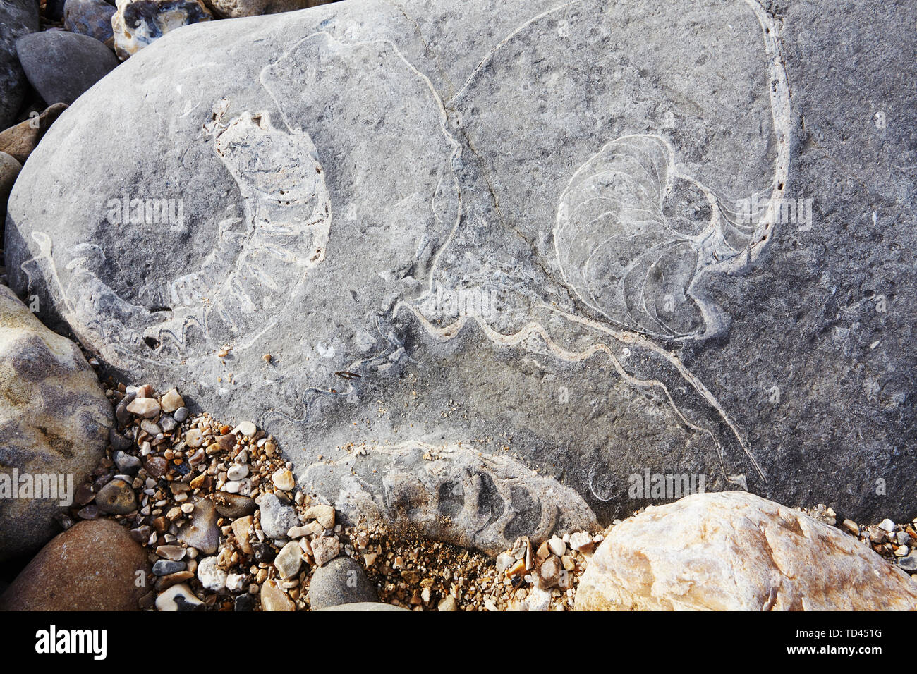 Due fossili di Ammonite e un fossile Nautilus in rocce su Monmouth Beach, Lyme Regis, Jurassic Coast, patrimonio dell'umanità dell'UNESCO, Dorset, Inghilterra Foto Stock