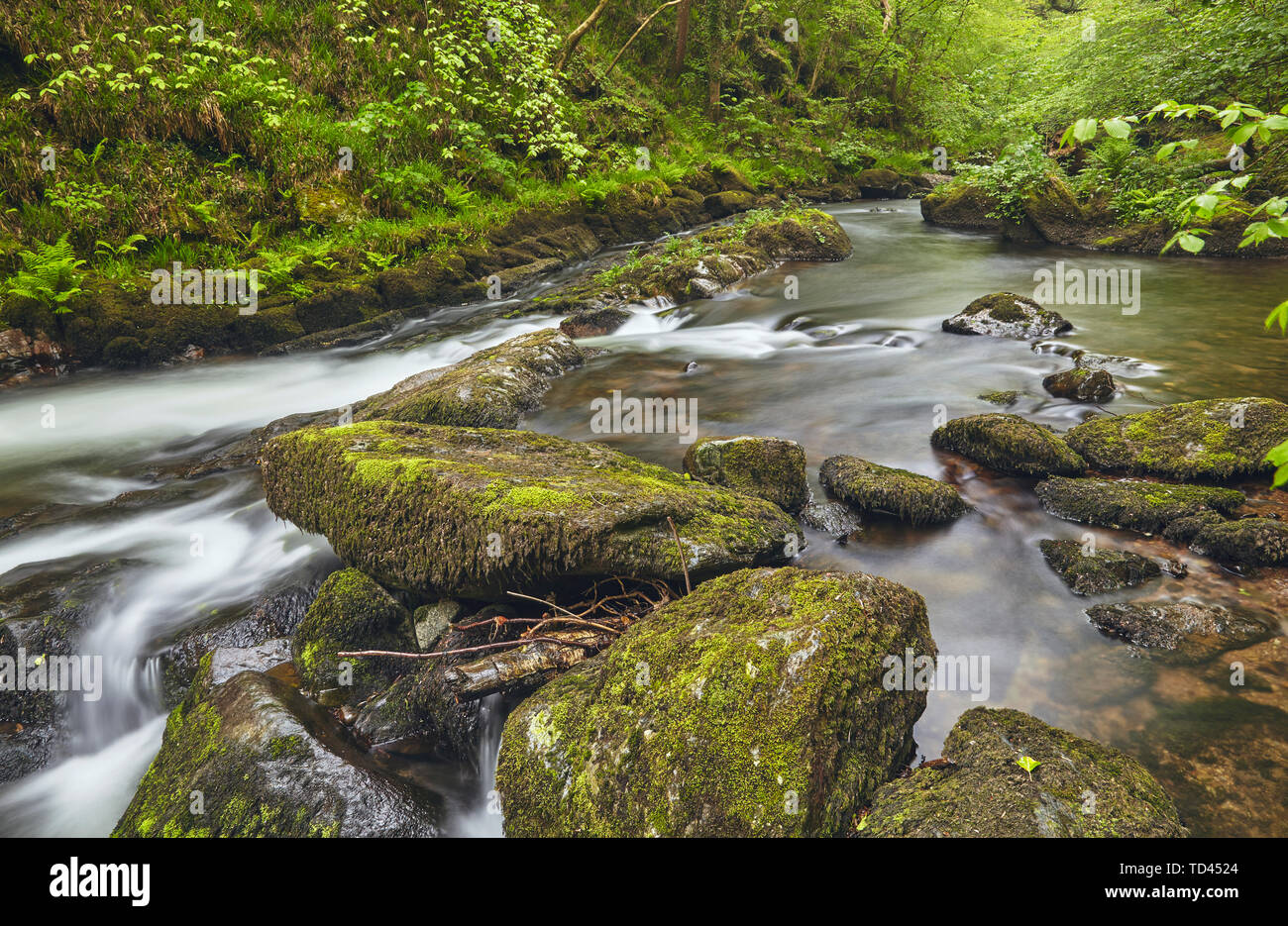 L'Oriente Lyn fiume che scorre attraverso antichi boschi a Watersmeet, vicino Lynmouth, nel Parco Nazionale di Exmoor, Devon, Inghilterra, Regno Unito, Europa Foto Stock