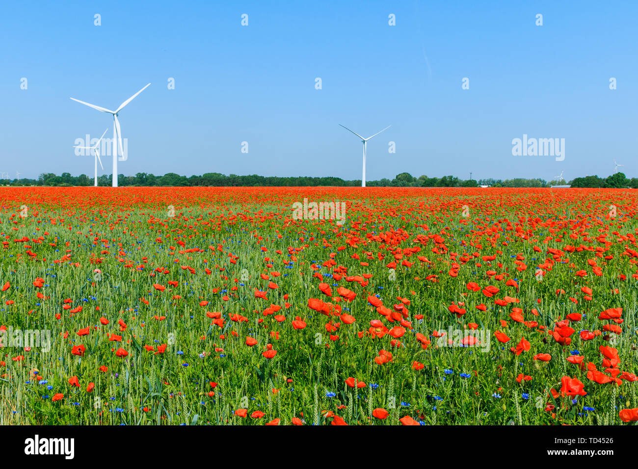 Blu cielo con papavero rosso piante nel sole. L'energia eolica turbina e alberi in background di un cornfield. Fiori in fiore Foto Stock Blu cielo con papavero rosso piante nel sole. L'energia eolica turbina e alberi in background di un cornfield. Fiori in fiore Foto Stock