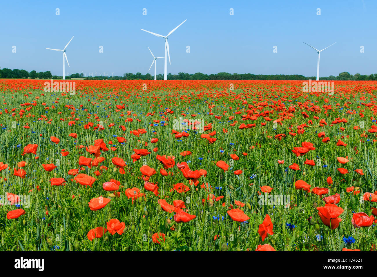 Blu cielo con papavero rosso piante in cornfield al sunshine. L'energia eolica turbina e alberi in background. Fiori in natura che fiorisce senza perso Foto Stock Blu cielo con papavero rosso piante in cornfield al sunshine. L'energia eolica turbina e alberi in background. Fiori in natura che fiorisce senza perso Foto Stock