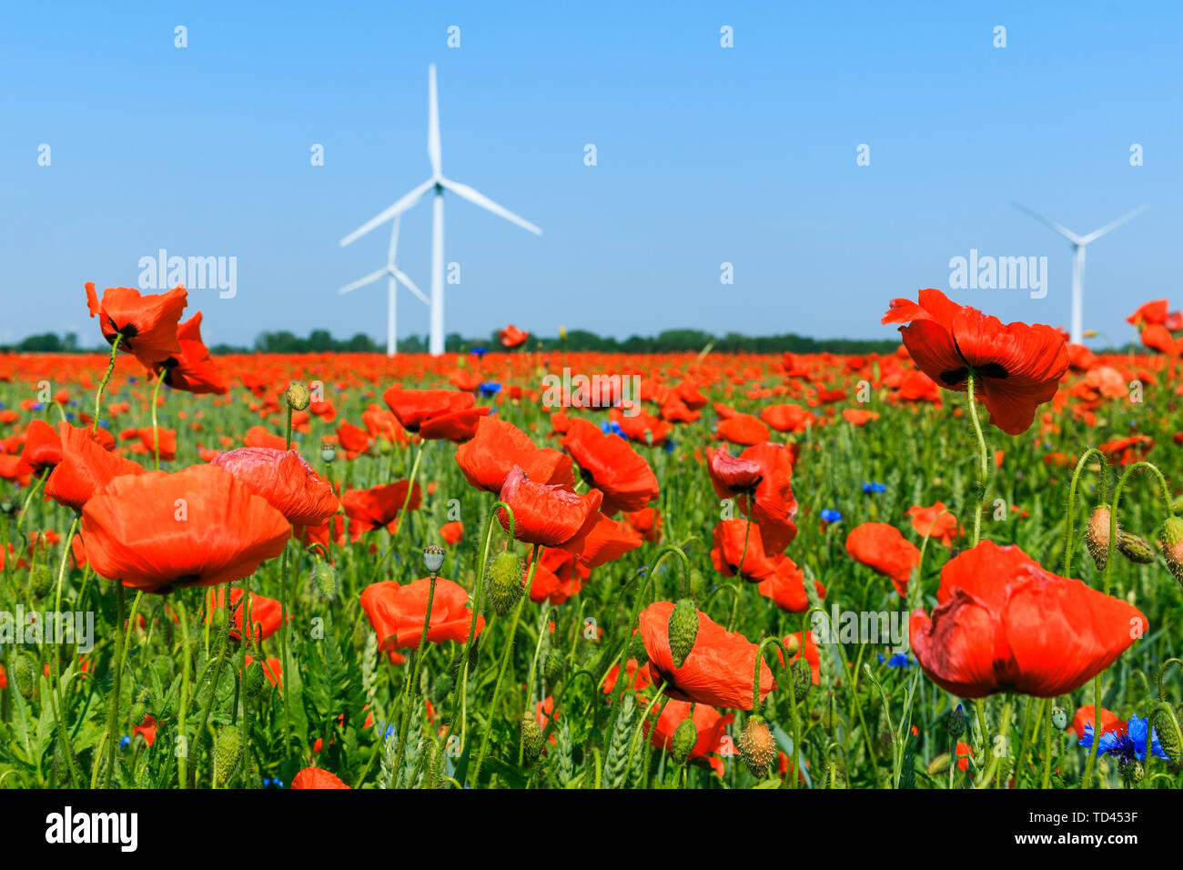 Papavero rosso piante e fiori blu in cornfield nella luce del sole. L'energia eolica turbina e alberi in background in cielo blu. Fiori in natura in bloo Foto Stock Papavero rosso piante e fiori blu in cornfield nella luce del sole. L'energia eolica turbina e alberi in background in cielo blu. Fiori in natura in bloo Foto Stock