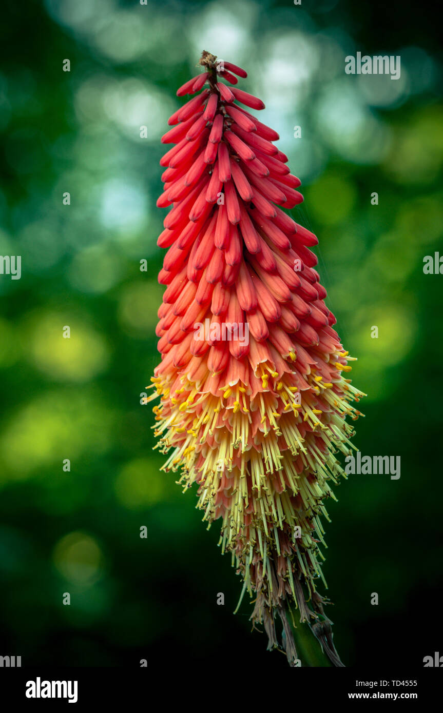 Redhot poker sbocciare dei fiori, sughero. colori vibranti e sfondo sfocato Foto Stock