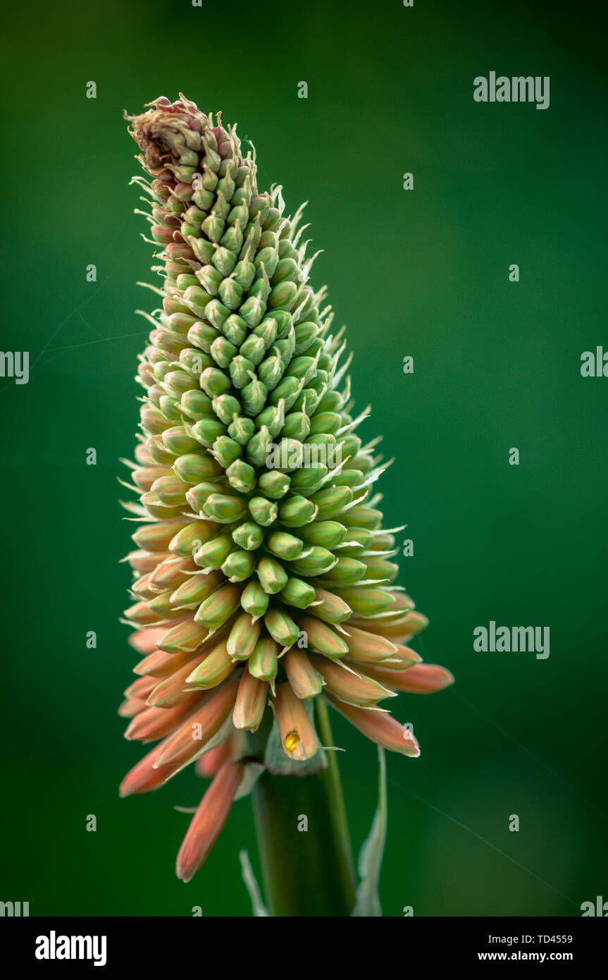 Redhot poker sbocciare dei fiori, sughero. colori vibranti e sfondo sfocato Foto Stock