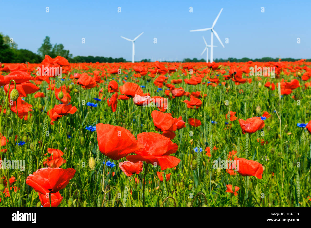 Papavero rosso piante in primo piano di una cornfield nella luce del sole. L'energia eolica turbina e alberi in background in cielo blu. Fiori blu in natura Foto Stock Papavero rosso piante in primo piano di una cornfield nella luce del sole. L'energia eolica turbina e alberi in background in cielo blu. Fiori blu in natura Foto Stock
