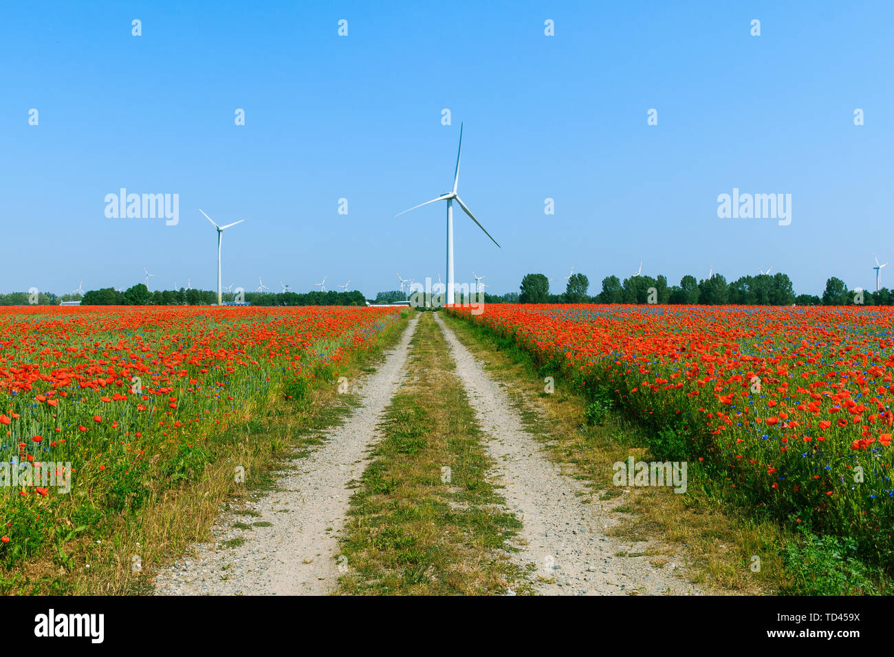 Papavero rosso piante con percorso di campo di un cornfield nella luce del sole. L'energia eolica turbina e alberi in background in cielo blu. Fiori blu in natura in bl Foto Stock Papavero rosso piante con percorso di campo di un cornfield nella luce del sole. L'energia eolica turbina e alberi in background in cielo blu. Fiori blu in natura in bl Foto Stock