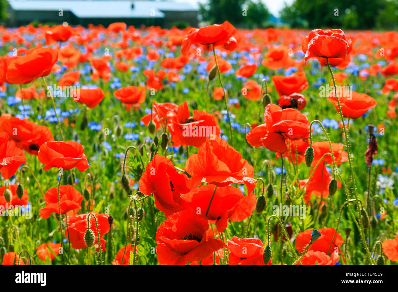 Piante di papavero in cornfield nella luce del sole. Il blu e il rosso dei fiori in natura che fiorisce senza persone. Alberi e fattoria in background Foto Stock