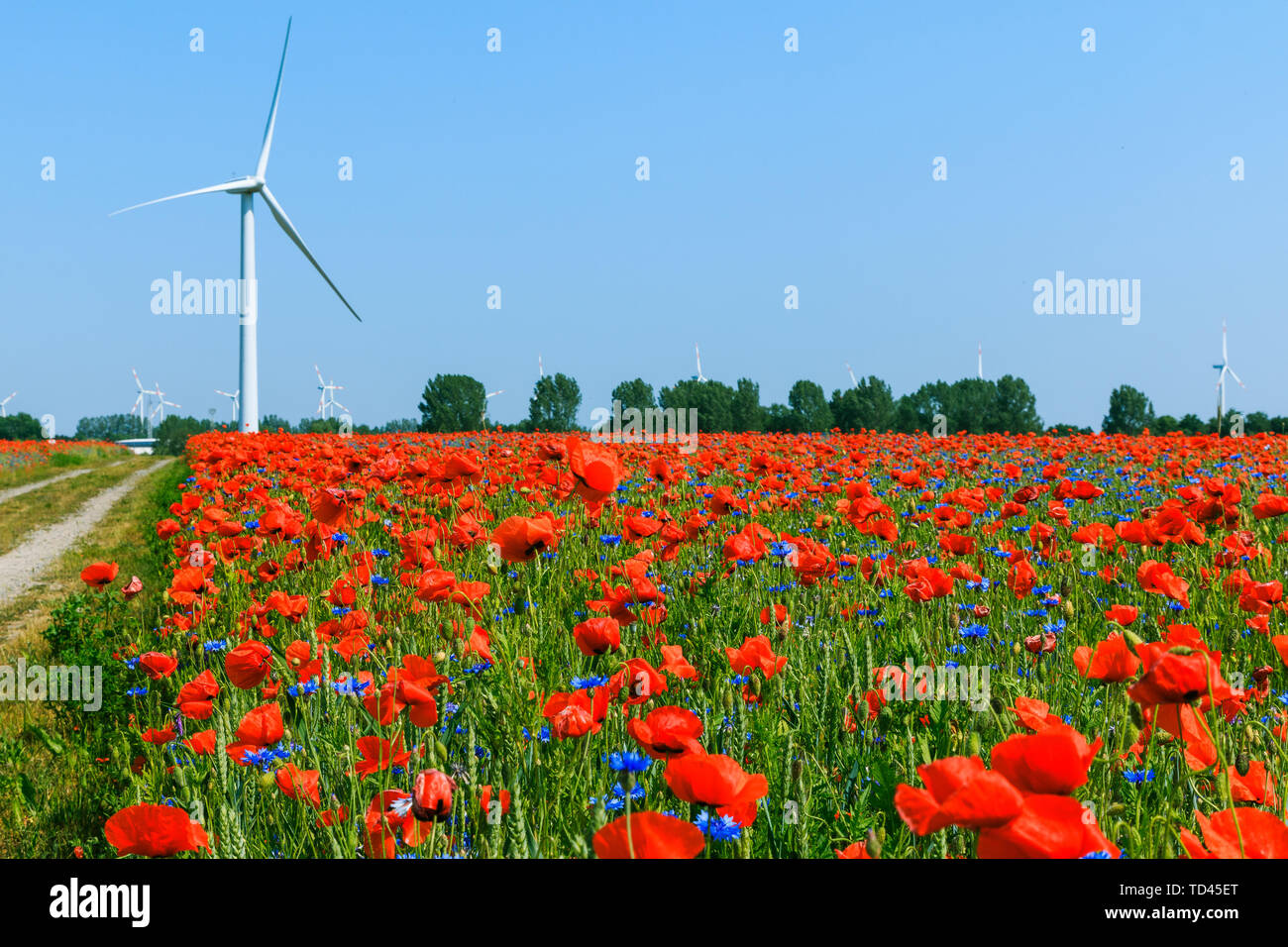 Piante di papavero con strada sterrata in cornfield nella luce del sole. L'energia eolica turbina e alberi in background in cielo blu. Il blu e il rosso dei fiori in natura Foto Stock