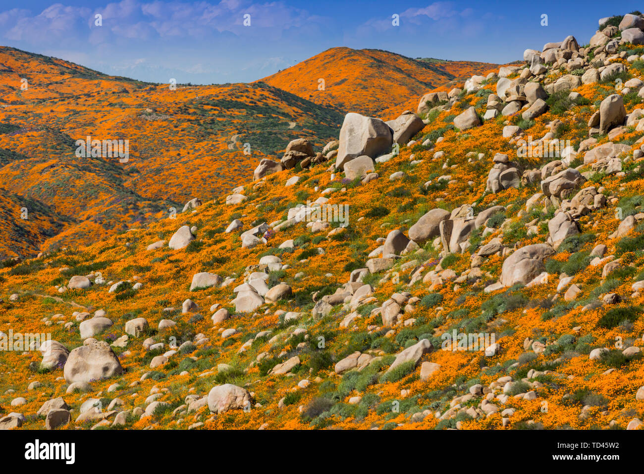 California Superbloom, i campi di papavero del Lago di Elsinore, California, Stati Uniti d'America, America del Nord Foto Stock