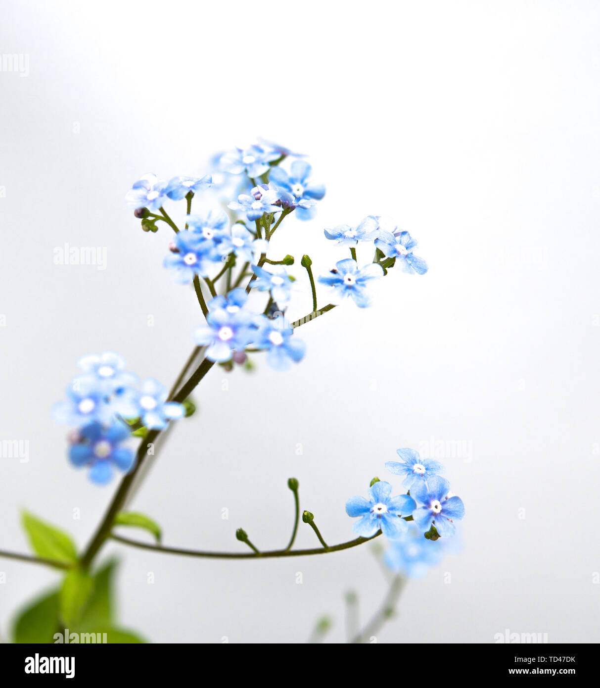 Dettaglio del blu Myosotis flower isolate su sfondo bianco Foto Stock