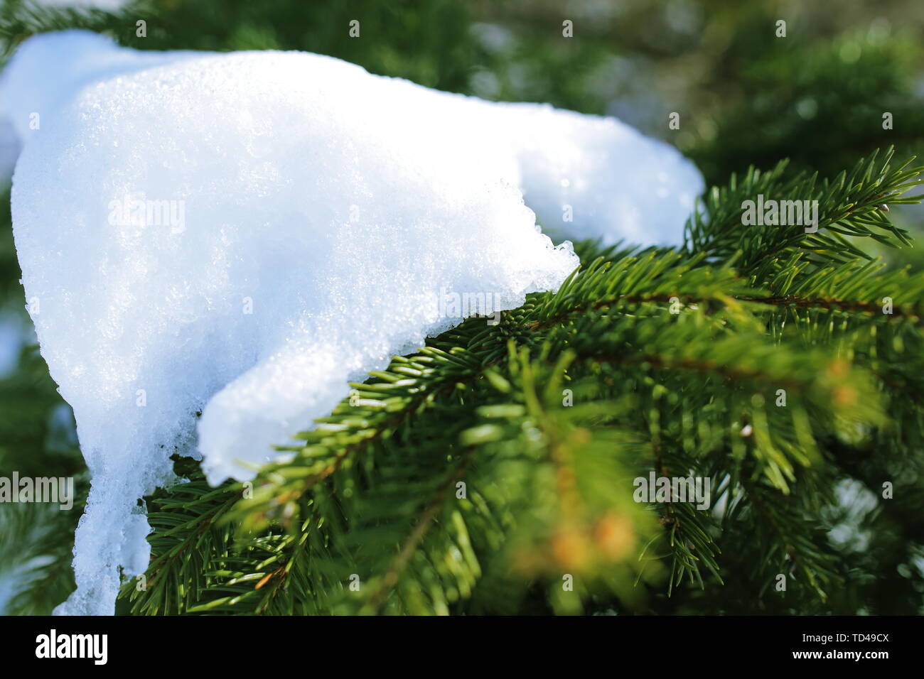 Vista dettagliata del ramo di abete con neve pesante sulla parte superiore Foto Stock