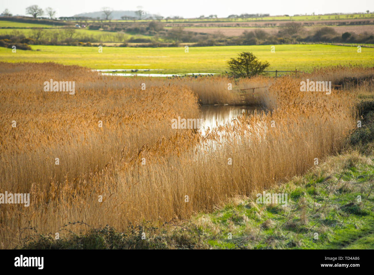 Golden reeds sulle zone umide off Norfolk Coast Path National Trail vicino a Burnham Overy Staithe, Norfolk, East Anglia, England, Regno Unito, Europa Foto Stock