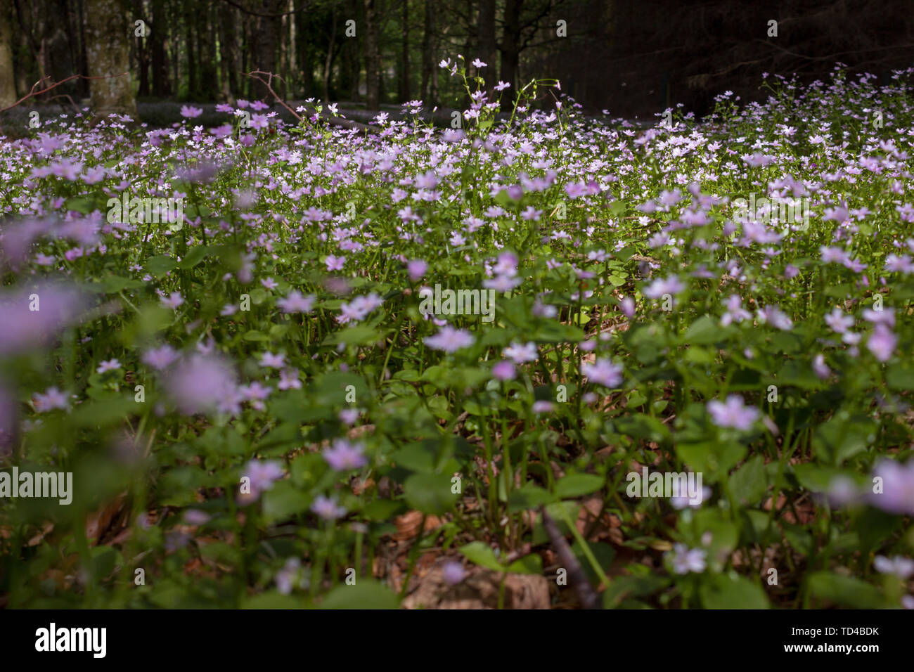 Viola Fiori Di Bosco In Scozia Foto Stock Alamy