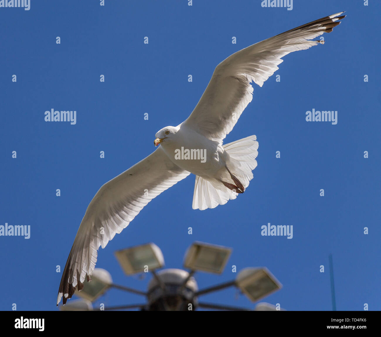 Unione Herring Gull Larus argentatus nel piumaggio adulto scorrevolezza contro un cielo blu Foto Stock