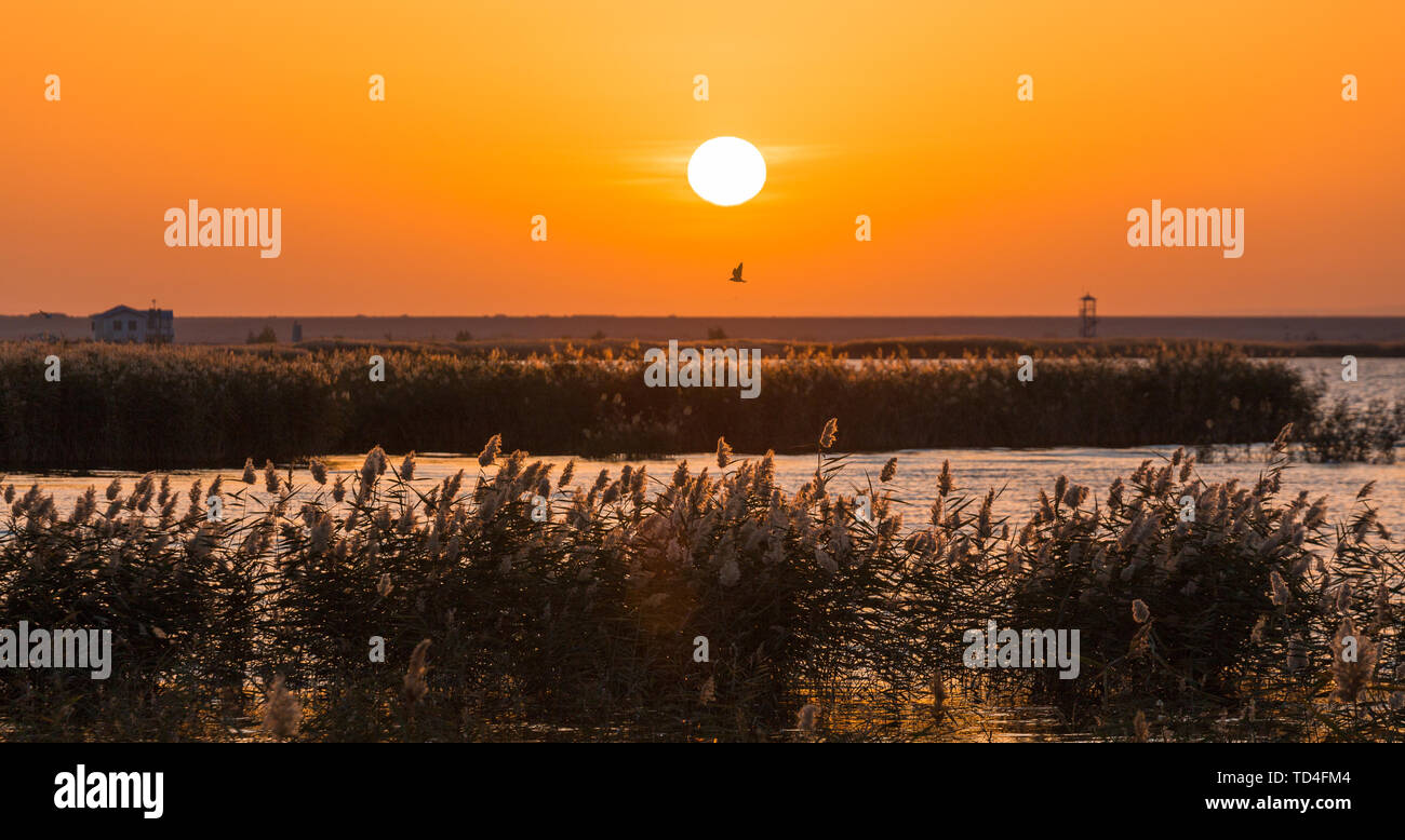 La sconfinata reed del sorgere del sole in mare Juyan Foto Stock