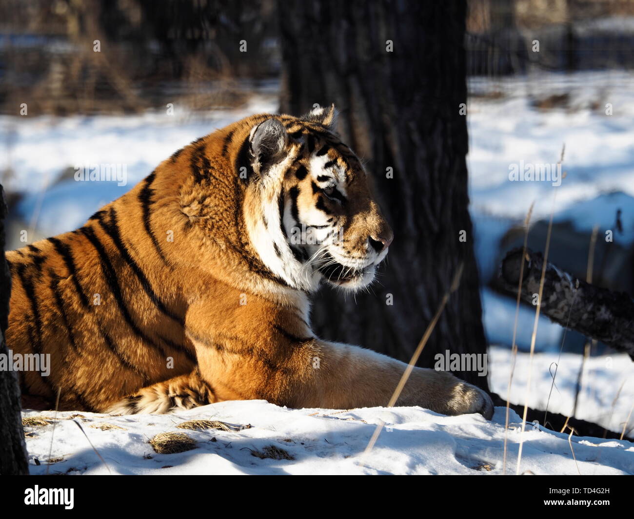 CALGARY, Alberta, Canada - 29 dicembre 2018: Ritratto di una maestosa tigre di Amur al Zoo di Calgary, Canada Foto Stock