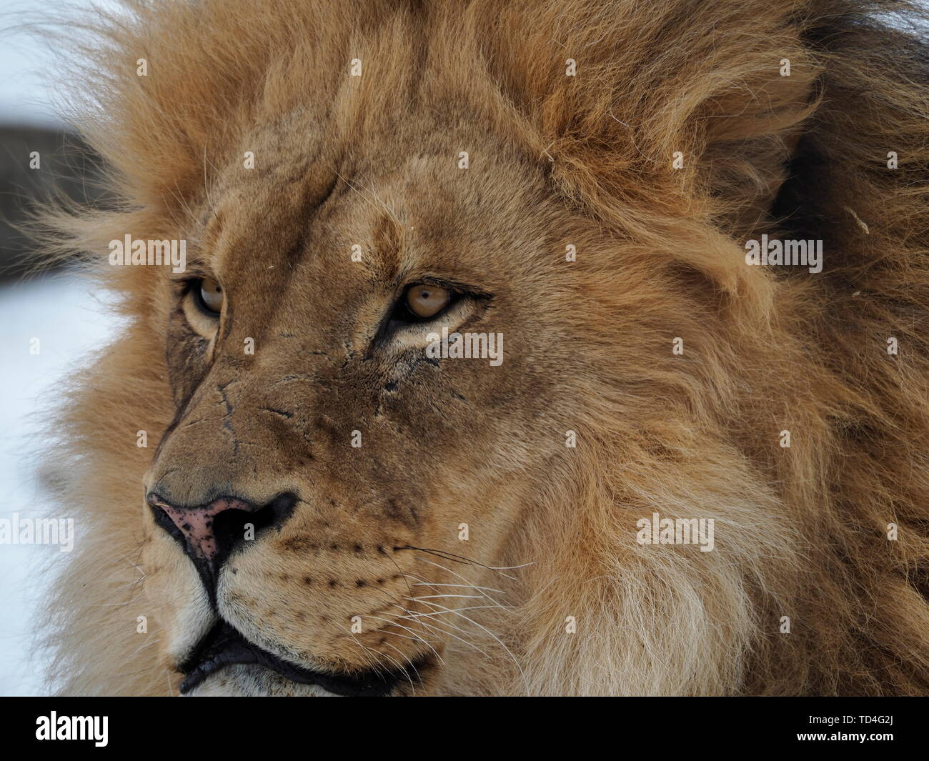 CALGARY, Alberta, Canada - 29 dicembre 2018: Close up di un Africano Lion allo Zoo di Calgary, Canada Foto Stock