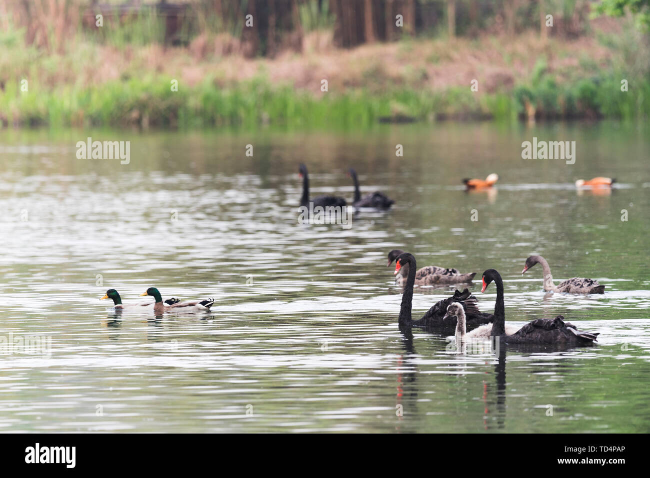 Cigni neri e anatre nel lago Foto Stock