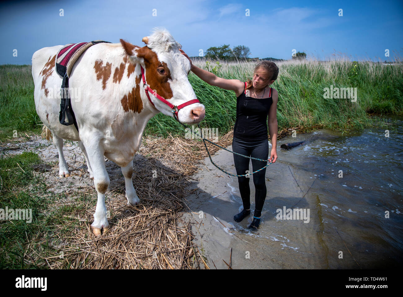 Wolgast, Germania. 11 Giugno, 2019. 18-anno-vecchio Paulina Zargus, un tirocinante presso Peeneland Agrar GmbH, si trova sulle rive del fiume Peene con la sua mucca 'Mambone No.5'. Equitazione di vacca è una piccola componente di formazione per i futuri proprietari di animali. I 650 Kg e quattro anni di bestiame 'Mambone' non appartengono al bestiame da latte di fattoria con un totale di 1.000 animali. Le mucche di equitazione sono ermafroditi, un capriccio della natura. Questo significa che i quattro-anno-vecchi animali sono sterili e non può pertanto dare il latte. Credito: Jens Büttner/dpa-Zentralbild/dpa/Alamy Live News Foto Stock