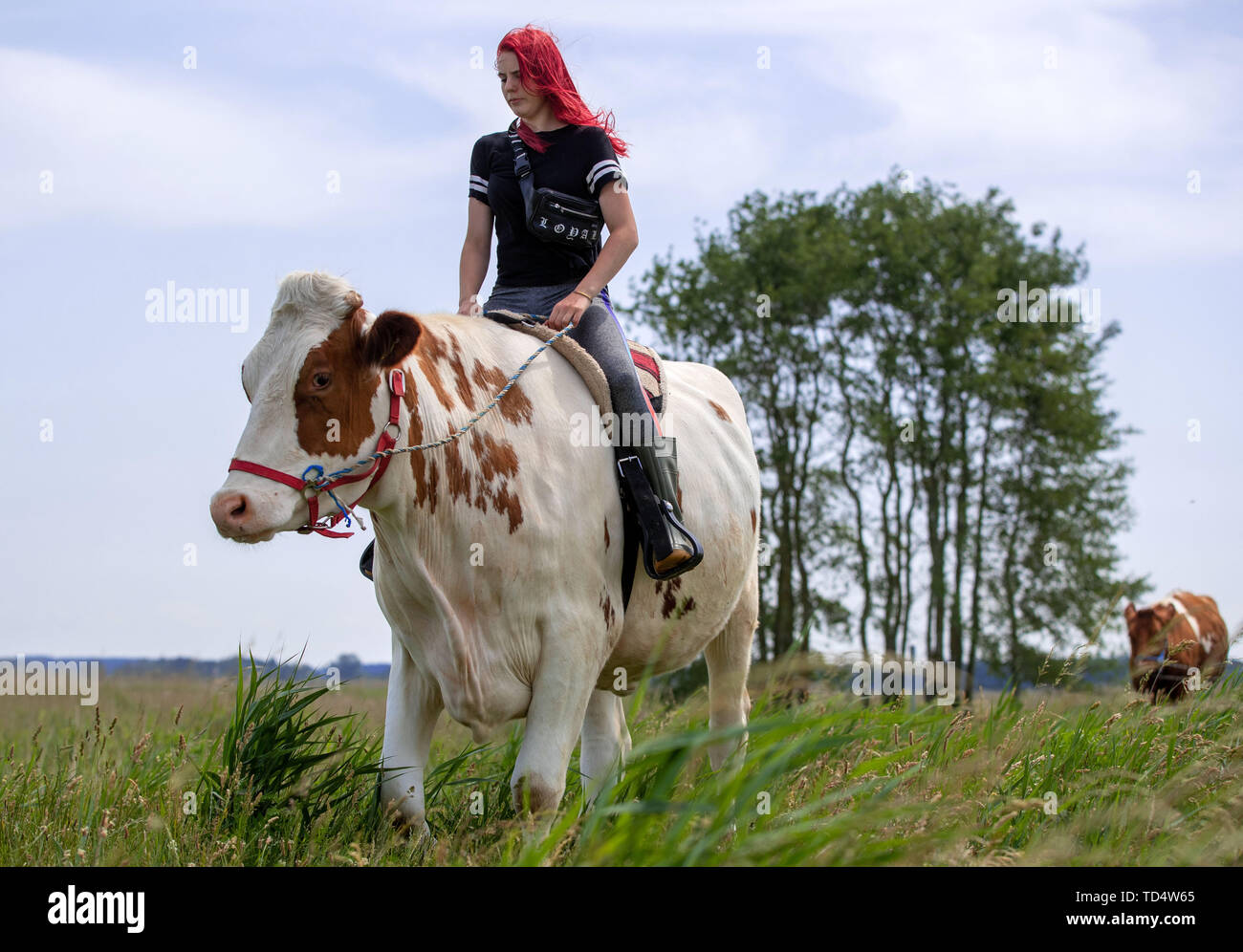 Wolgast, Germania. 11 Giugno, 2019. Annika Binz, tirocinante presso Peeneland Agrar GmbH, gite sulla mucca 'Mambone No.5' per una nuotata rinfrescante al fiume Peene a. Equitazione di vacca è una piccola componente di formazione per i futuri proprietari di animali. I 650 Kg e quattro anni di bestiame 'Mambone' non appartengono al bestiame da latte di fattoria con un totale di 1.000 animali. Le mucche di equitazione sono ermafroditi, un capriccio della natura. Questo significa che i quattro-anno-vecchi animali sono sterili e non può pertanto dare il latte. Credito: Jens Büttner/dpa-Zentralbild/dpa/Alamy Live News Foto Stock