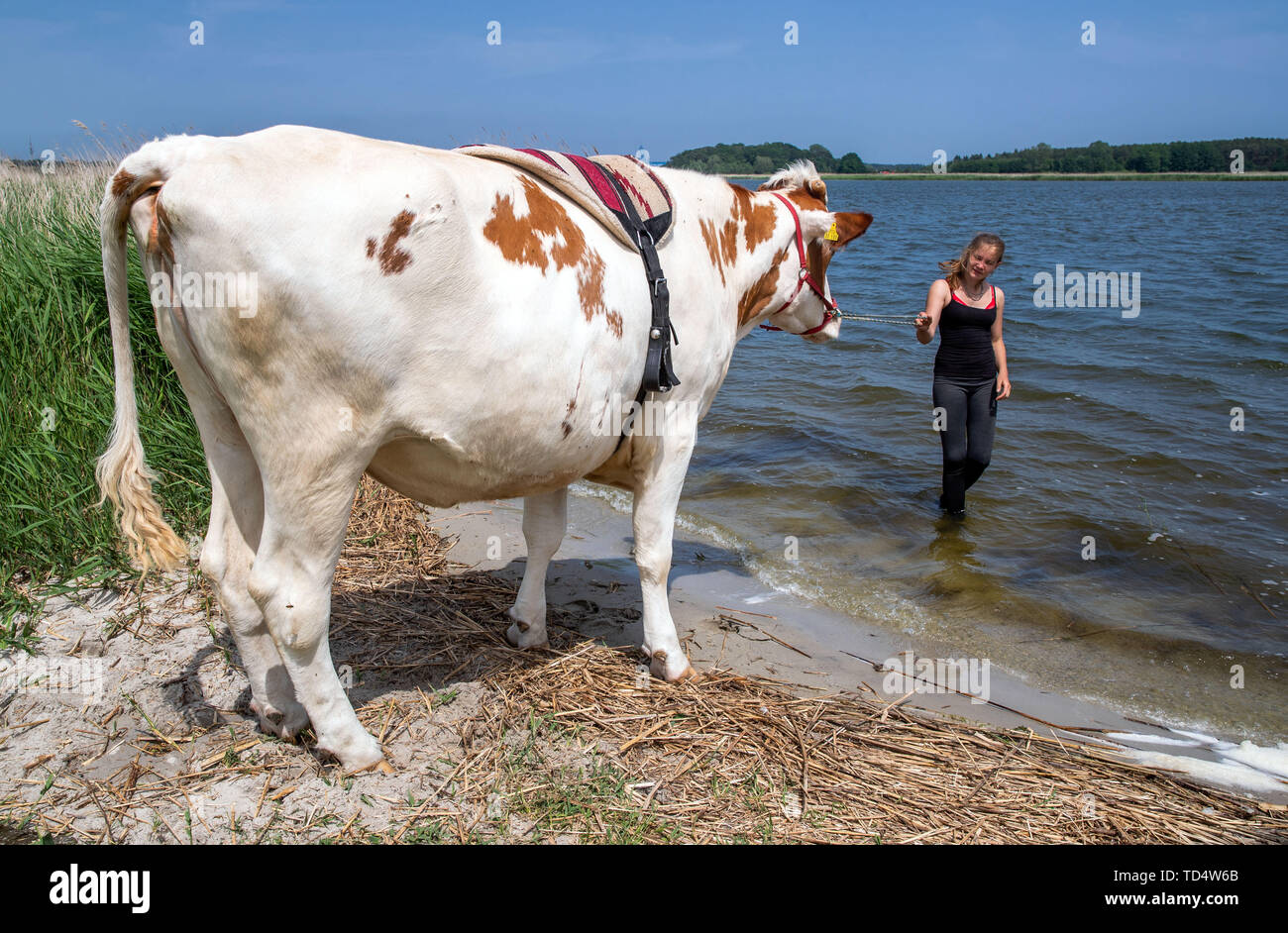 Wolgast, Germania. 11 Giugno, 2019. 18-anno-vecchio Paulina Zargus, un tirocinante presso Peeneland Agrar GmbH, si trova sulle rive del fiume Peene con la sua mucca 'Mambone No.5'. Equitazione di vacca è una piccola componente di formazione per i futuri proprietari di animali. I 650 Kg e quattro anni di bestiame 'Mambone' non appartengono al bestiame da latte di fattoria con un totale di 1.000 animali. Le mucche di equitazione sono ermafroditi, un capriccio della natura. Questo significa che i quattro-anno-vecchi animali sono sterili e non può pertanto dare il latte. Credito: Jens Büttner/dpa-Zentralbild/dpa/Alamy Live News Foto Stock