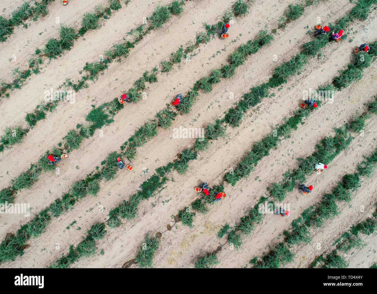 Wuzhong cinese Ningxia Hui Regione autonoma. 11 Giugno, 2019. Persone raccolgono wolfberries nell'attuale stagione di raccolto in Hongsipu distretto della città Wuzhong, a nord-ovest della Cina di Ningxia Hui Regione autonoma, 11 giugno 2019. Credito: Feng Kaihua/Xinhua/Alamy Live News Foto Stock