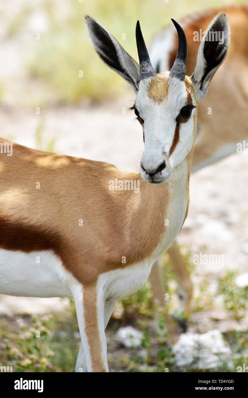 Namutoni, Namibia. 05 Mar, 2019. Giovani springbok (Antidorcas marsupialis) in Namibia Etosha National Park. Questa specie di antilope è distribuito in esclusiva in tutto il Sud Africa, registrati su 05.03.2019. L'Etosha National Park è la più grande riserva naturale in Namibia ed è stata dichiarata area protetta nel 1907 al di sotto del governatore tedesco Von Lindequist. Oggi questo parco nazionale è una delle più importanti destinazioni turistiche nel paese. Credito: Matthias Toedt/dpa-Zentralbild/ZB/Picture Alliance | in tutto il mondo di utilizzo/dpa/Alamy Live News Foto Stock