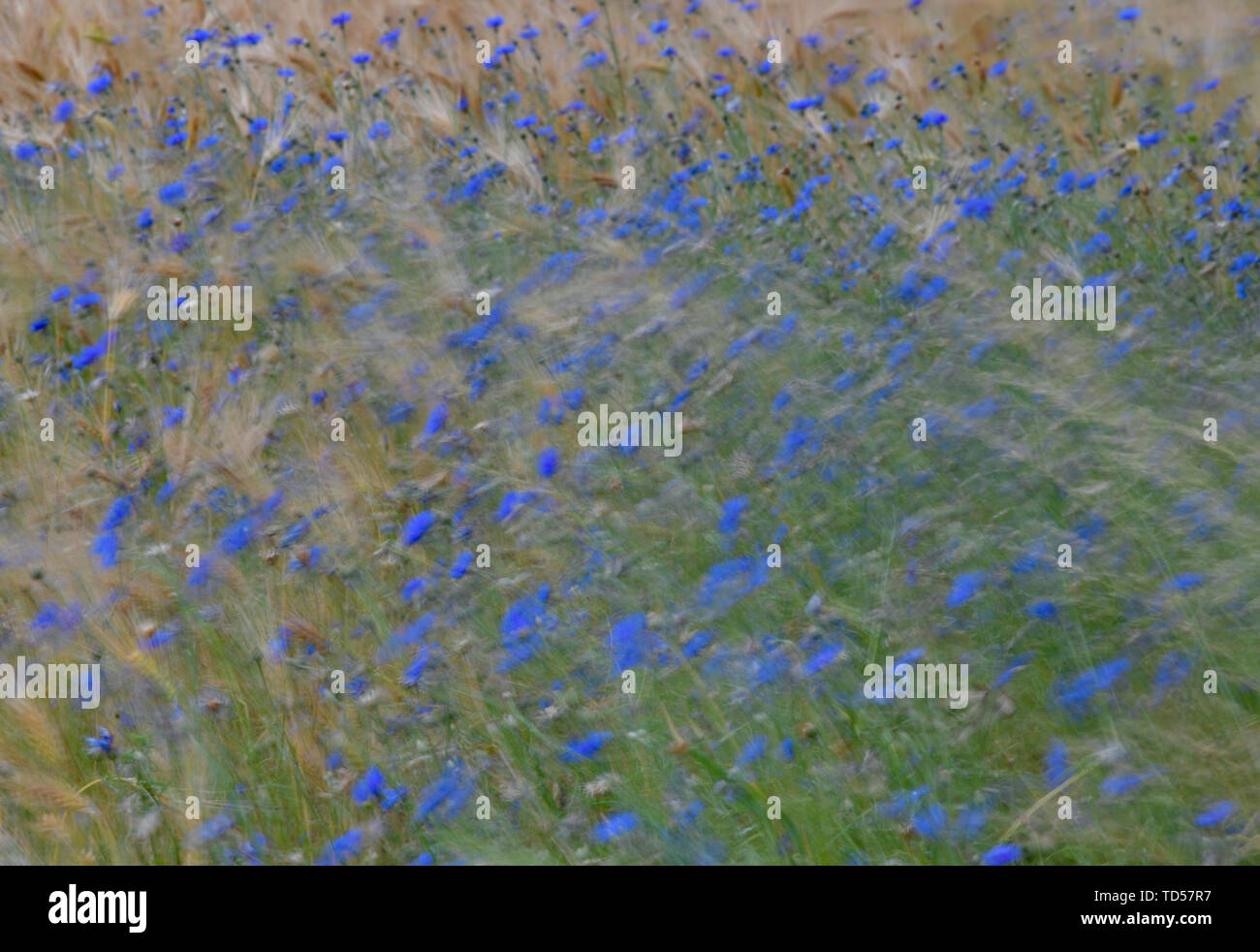 Sieversdorf, Germania. 12 Giugno, 2019. Cornflowers blu e spighe di grano mossi dal vento in un cornfield nel quartiere Oder-Spree dell est del Brandeburgo. Credito: Patrick Pleul/dpa-Zentralbild/ZB/dpa/Alamy Live News Foto Stock