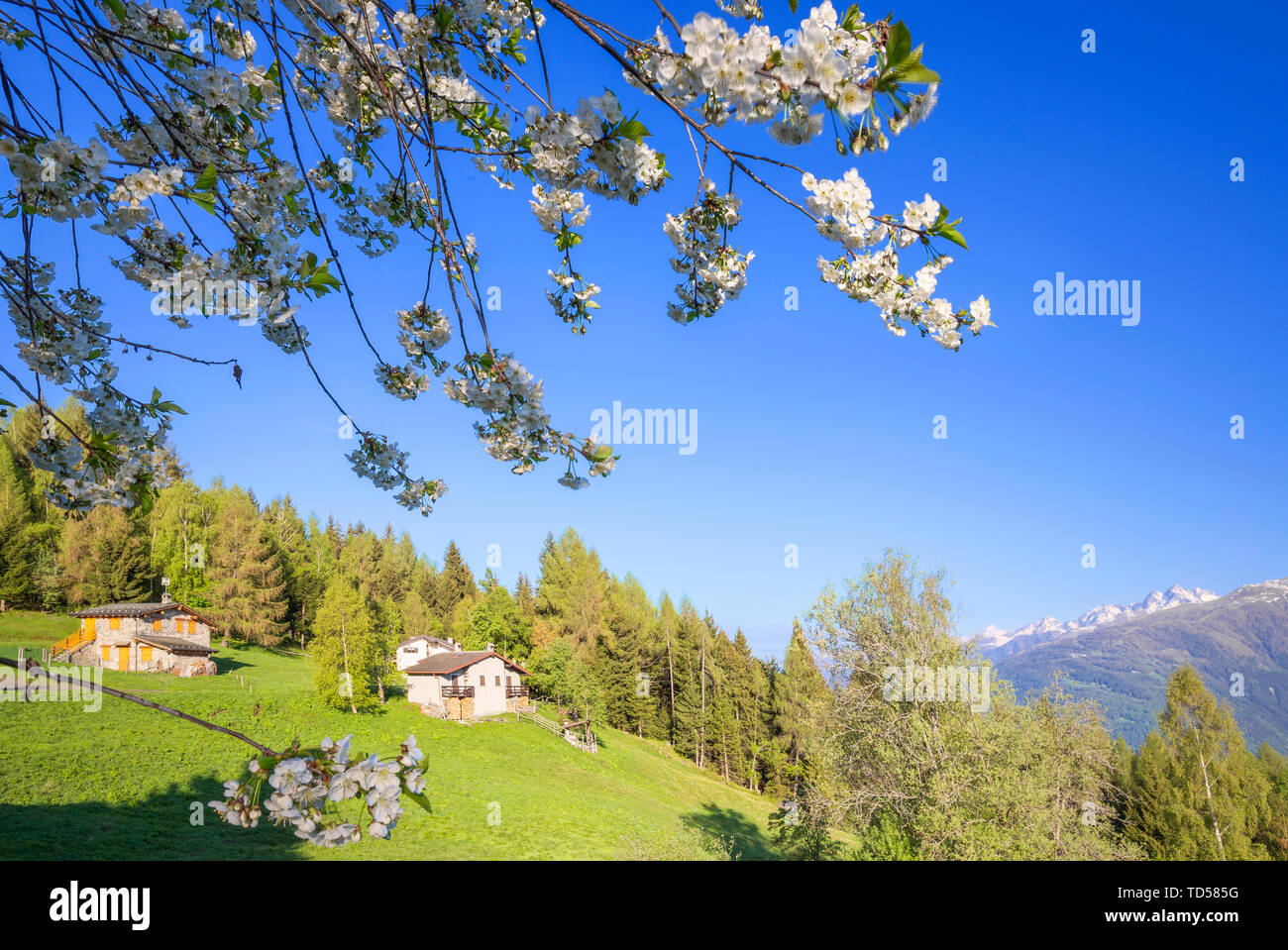 Floweing ciliegio a Pian di Gembro, Aprica, Alpi Orobie, Valtellina, Lombardia, Italia, Europa Foto Stock