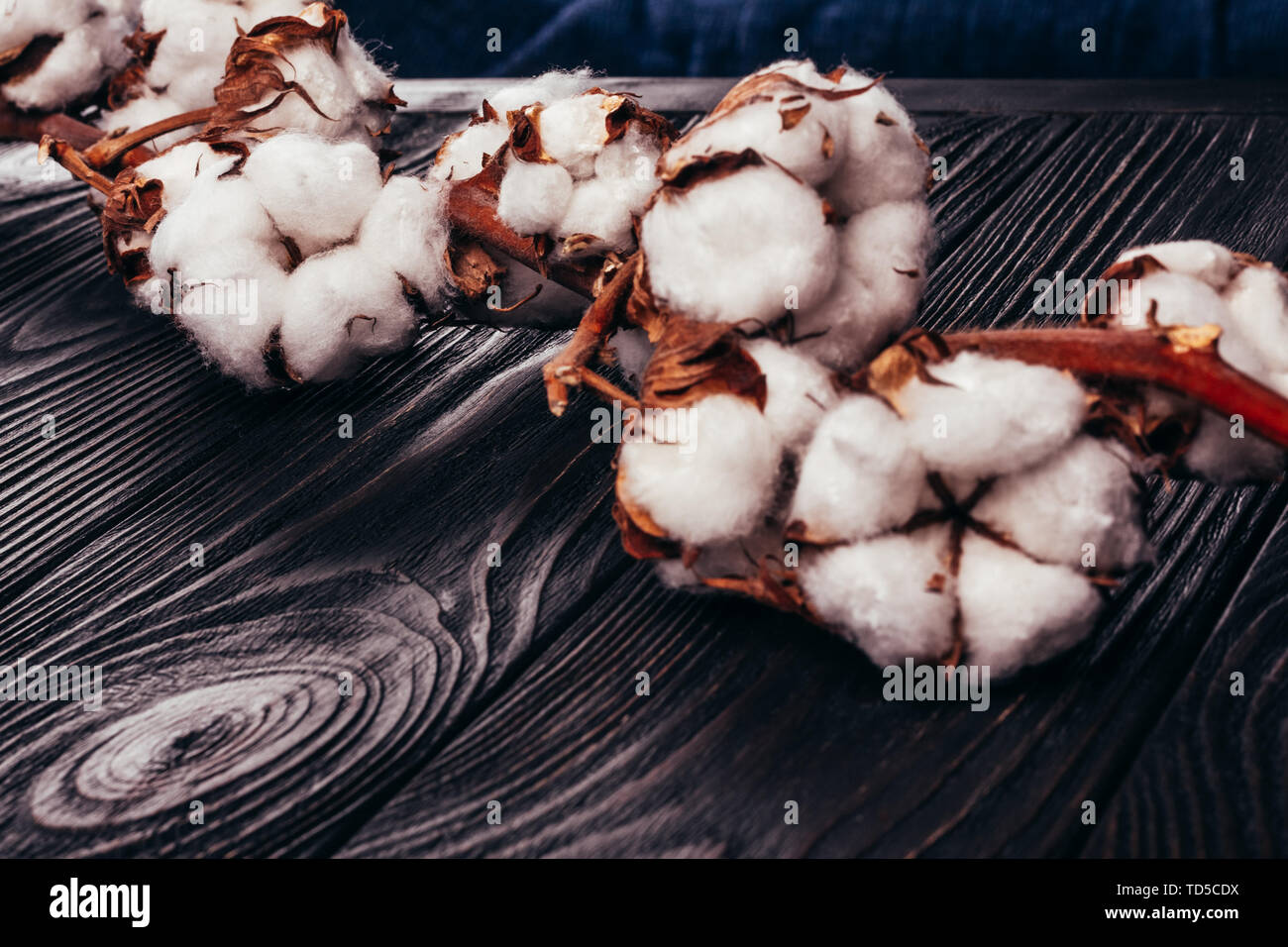 Ramo di cotone su una tavola di legno di close-up sullo sfondo Foto Stock