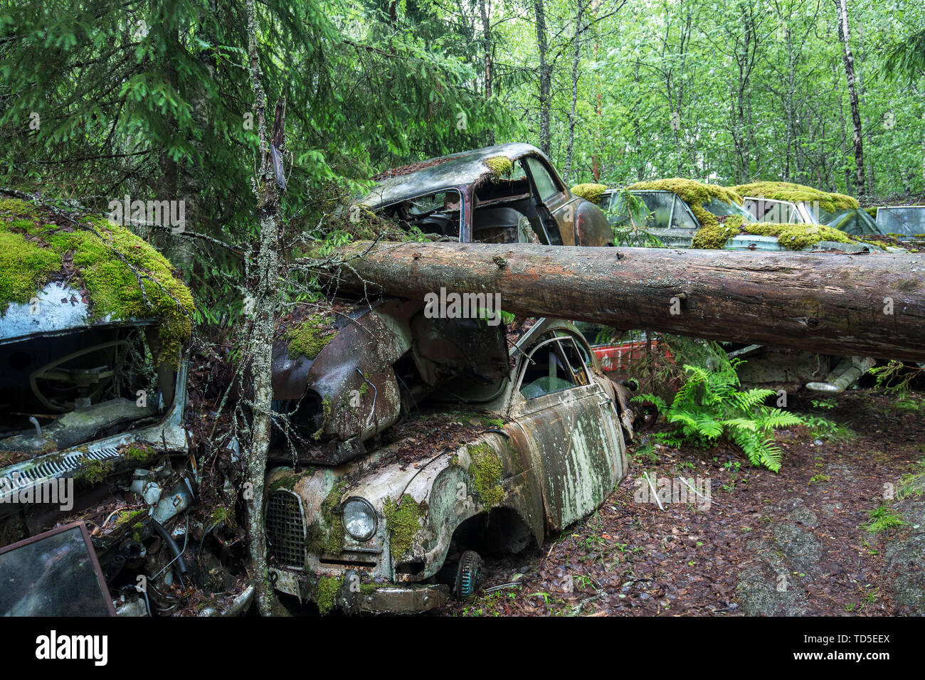 Auto Bastnas cimitero nel folto delle foreste della regione di Varmland in Svezia e Scandinavia, Europa Foto Stock