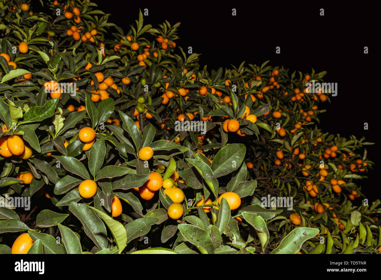 Kumquat o cumquats in inglese australiano; citrus japonica sono un gruppo di piccole fruttiferi alberi in pianta flowering Famiglia Rutacee Foto Stock