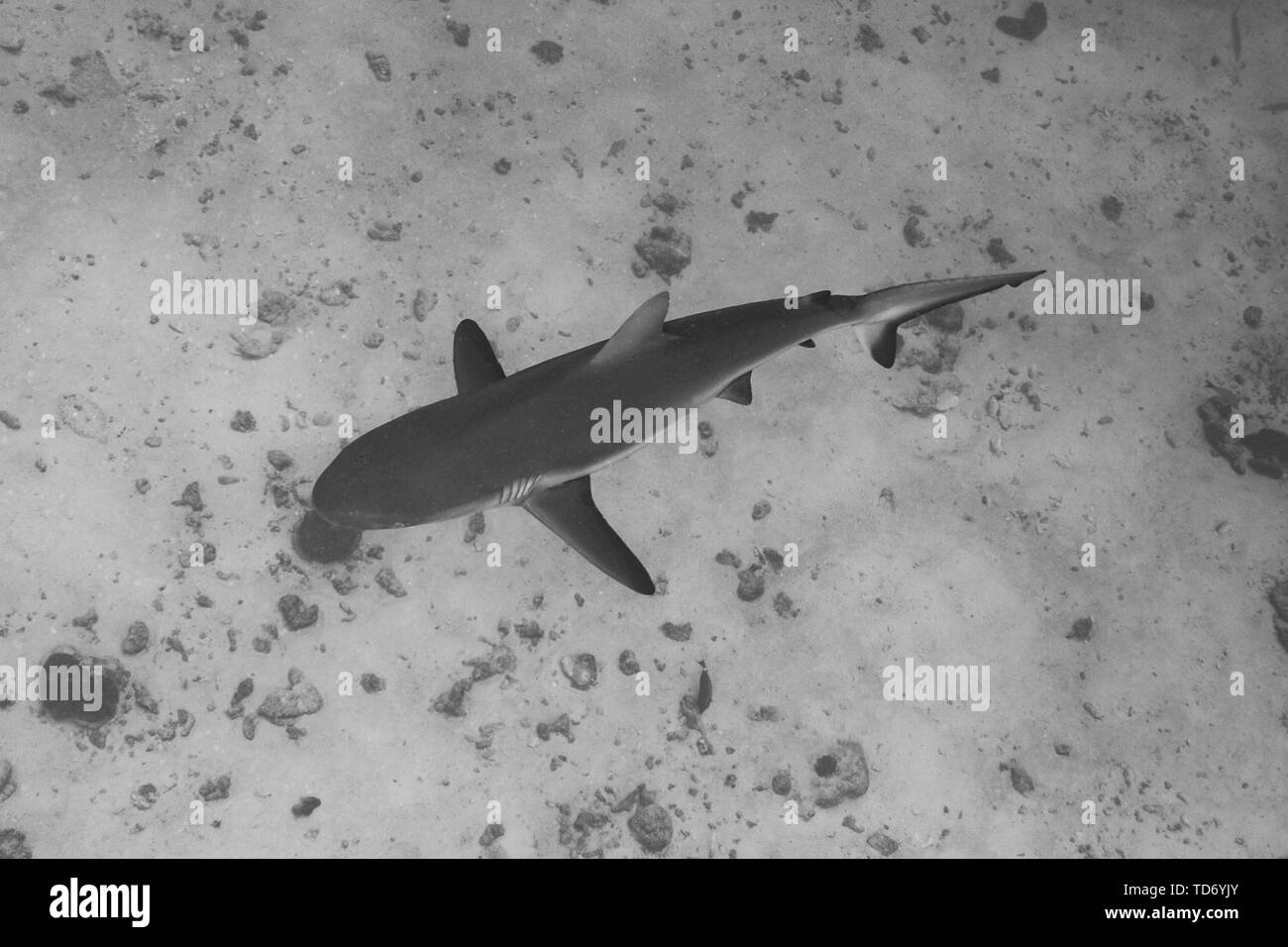 Grey Reef shark (Carcharhinus amblyrhynchos) in Avatoru pass, Rangiroa Atoll. Foto Stock