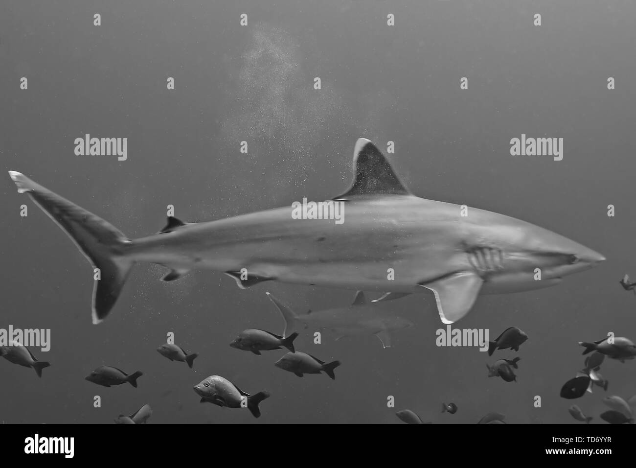 Silvertip shark Carcharhinus albimarginatus) in Avatoru pass, Rangiroa Atoll. Foto Stock