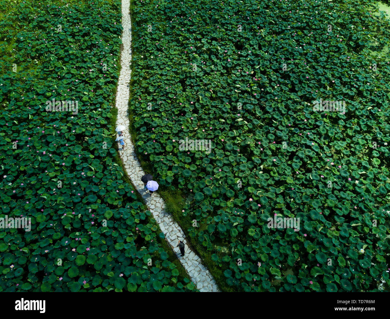 Foto aeree prese su luglio 8, 2018 mostra i turisti a camminare in mezzo a fiori di loto a Xiuzhu villaggio della contea di Jianning Sanming in città, a sud-est della Cina di provincia del Fujian. Situato sulla costa sud orientale della Cina, provincia del Fujian è situata tra le montagne e il mare. Agendo sulla comprensione del fatto che le acque lucido e lussureggianti montagne sono un valore inestimabile, Fujian in questi ultimi anni ha ottenuto grandi successi in termini di sviluppo ecologico. La provincia ha classificato la Cina del n. 1 per 40 anni con una foresta il tasso di copertura che passa il 67%. Foto Stock