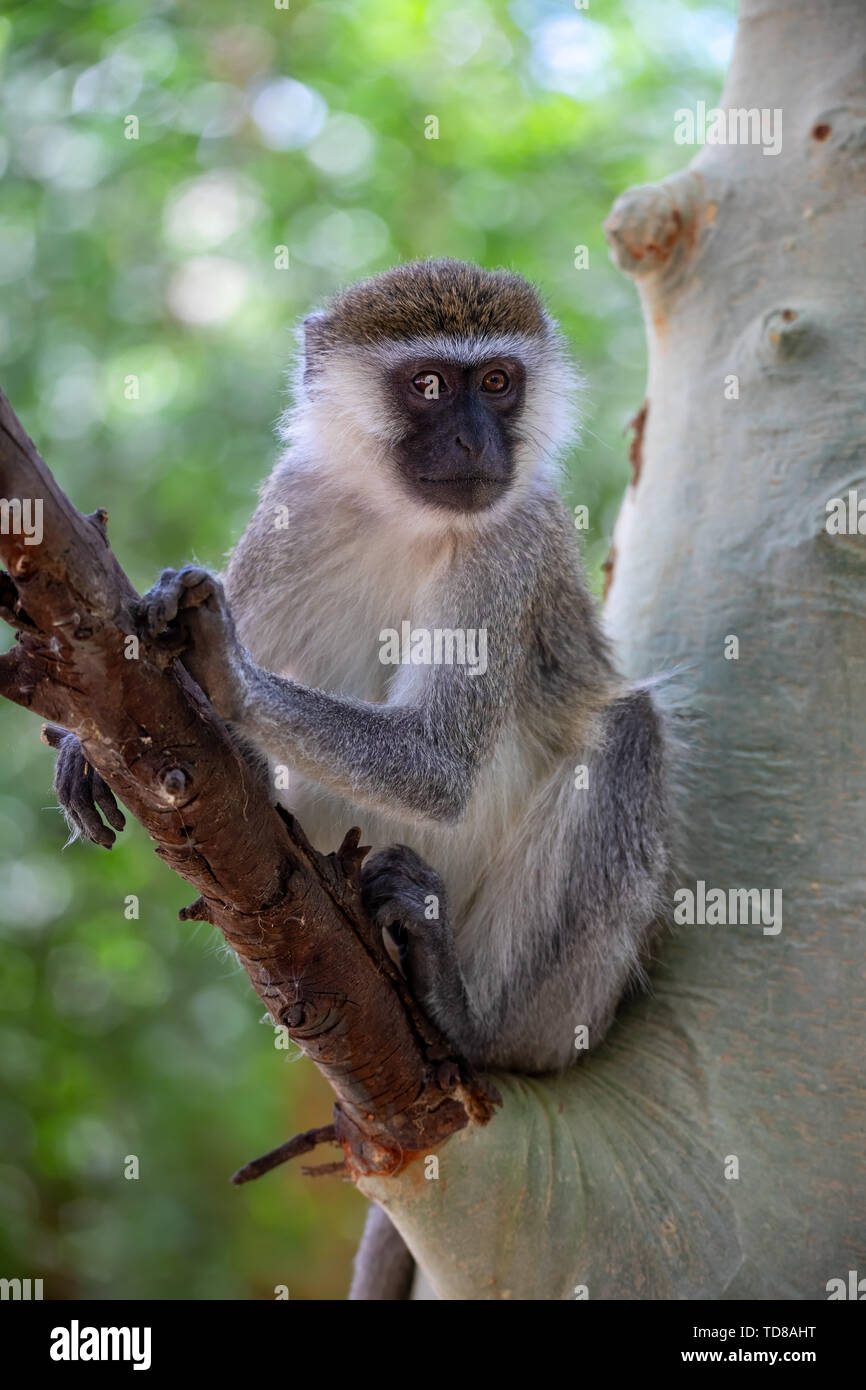 Vervet monkey nel lago Chamo national park, Arba Minch, Etiopia wildlife Foto Stock