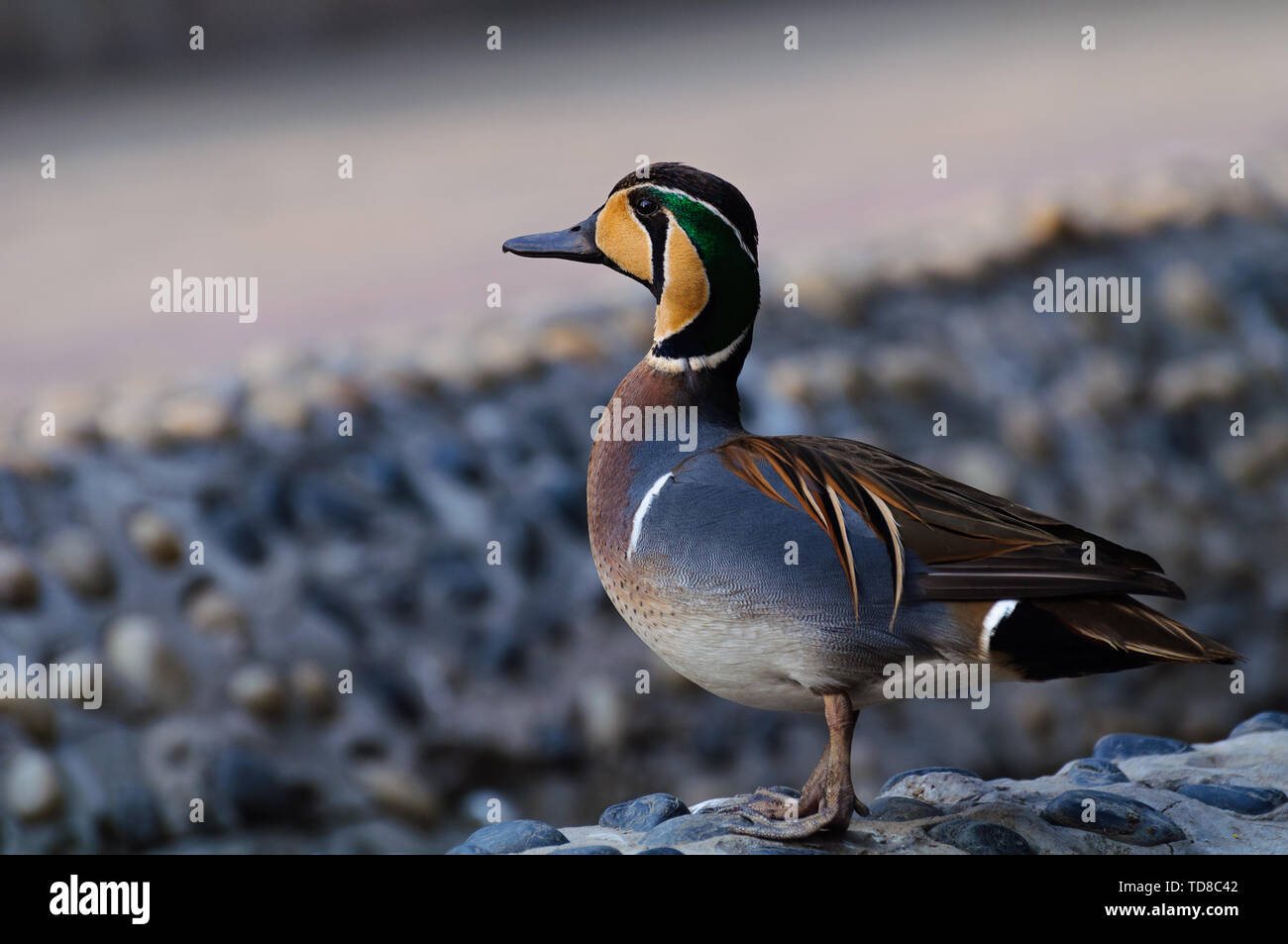 Fiore di fronte duck Foto Stock