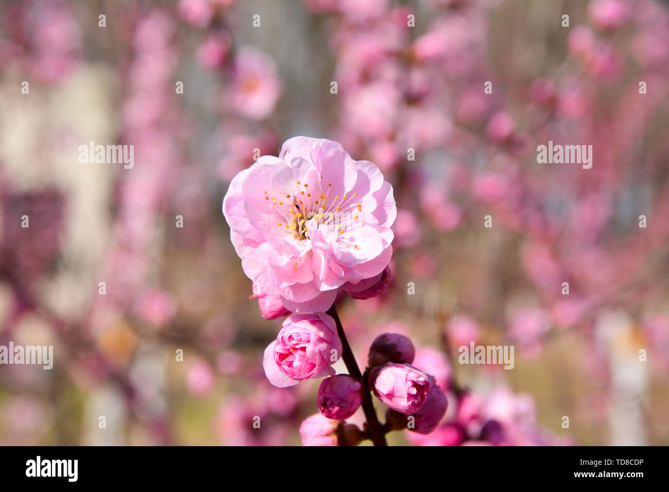 Peach blossom, molla Foto Stock