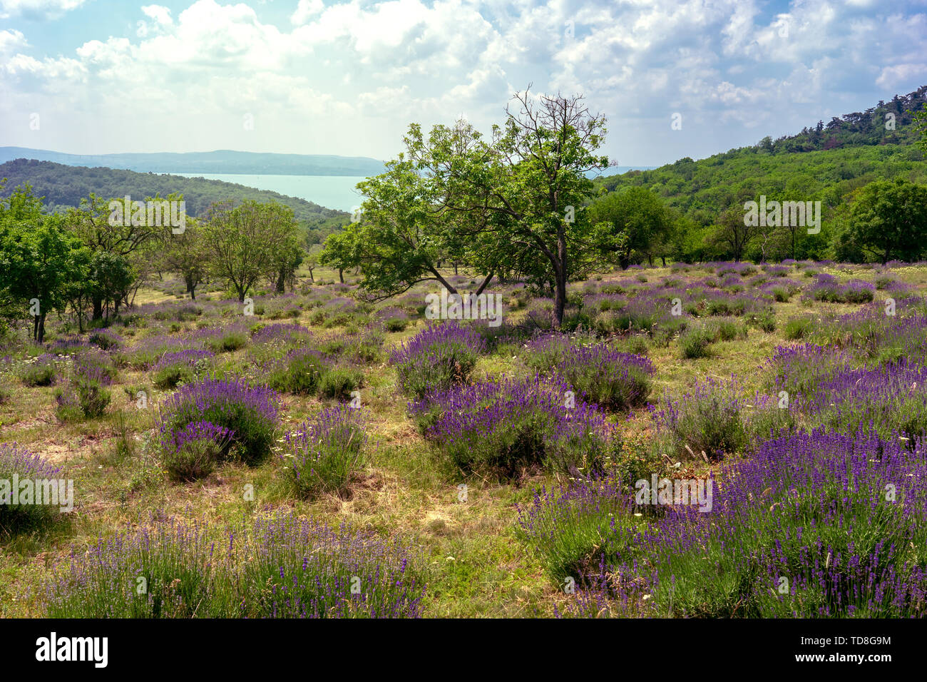 Vecchio Levander naturale campo di Tihany Ungheria con il lago di Balaton view Foto Stock