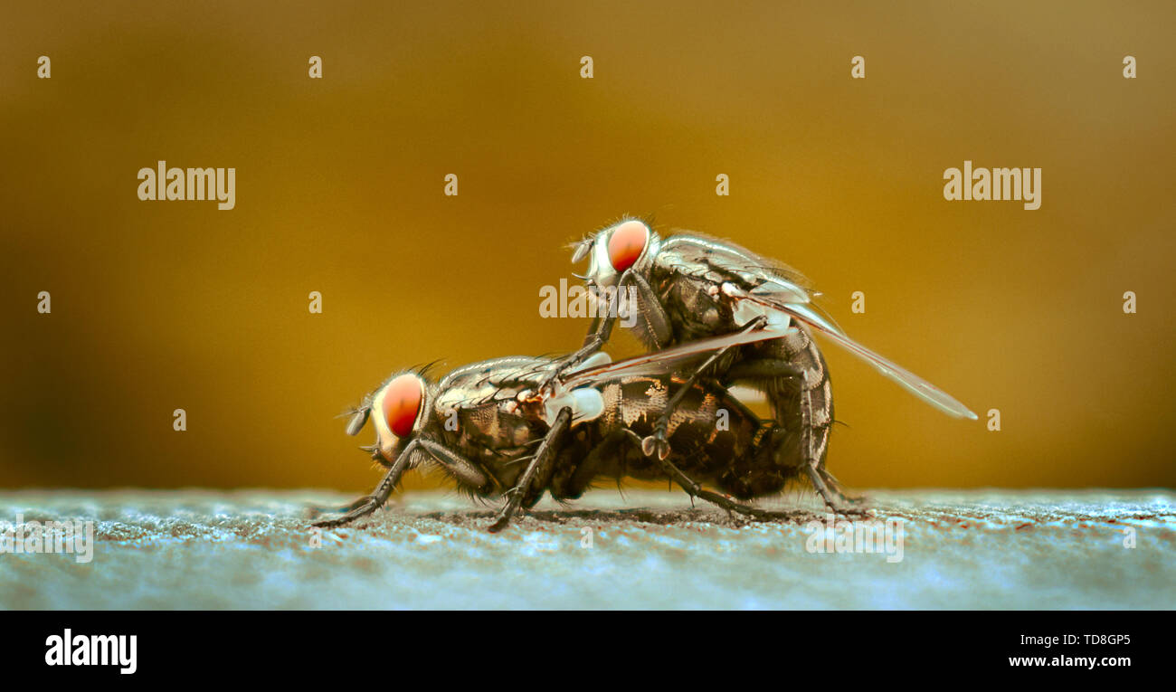 La molla si ravviva, tutte le cose di mate e una coppia di mosche sono dando vita alla propria cristallizzazione. Foto Stock