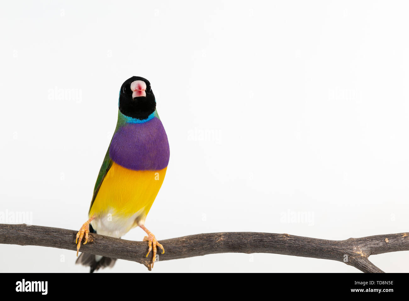 Colorato Gouldian finch Bird (Erythrura gouldiae) su sfondo bianco Foto Stock