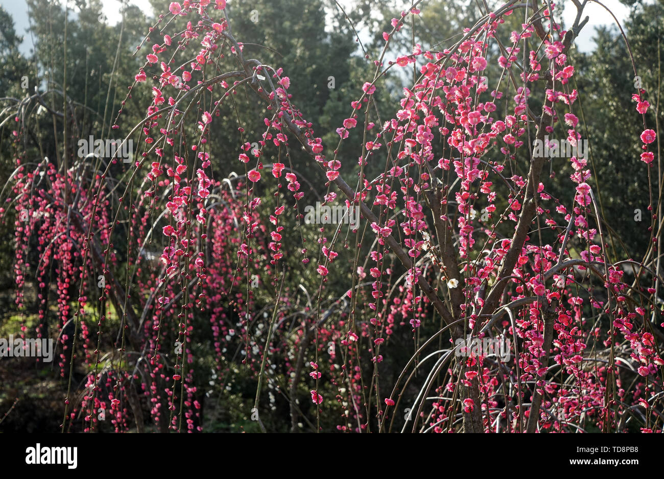 Fenghua Mei Garden Foto Stock