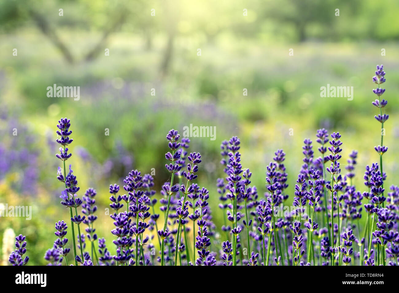 La tenerezza di campi di lavanda in Tihany Ungheria Foto Stock