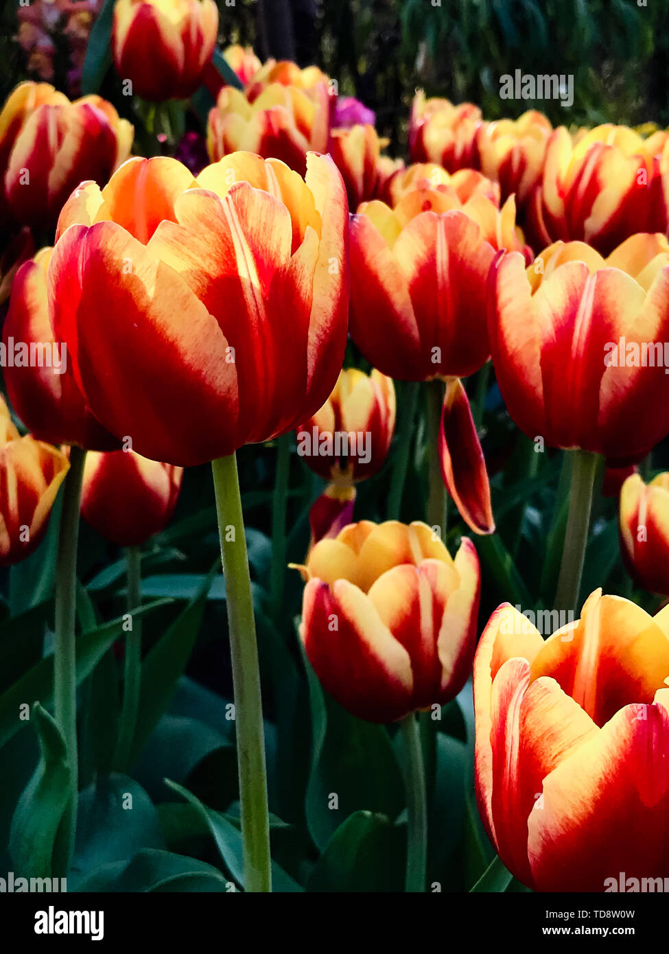 Rosso infuocato tulipani tulipani rossi, rossi e gialli tulipani bloom telefono mobile screensaver Foto Stock