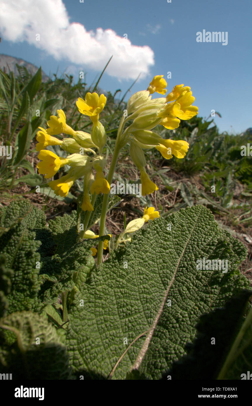 Primula veris; Cowslips sul fondovalle vicino Flums, Alpi Svizzere Foto Stock